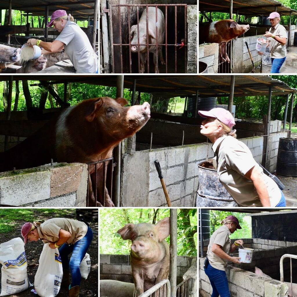ACExperienceOrg's tweet photo. Feeding the pigs is daily chore, but Marla makes it look so fun and easy!
#acexperienceorg
#farmlife
#jamaica🇯🇲
#piglove https://t.co/Po1ZIUlr9x https://t.co/fMCCAeENdj
