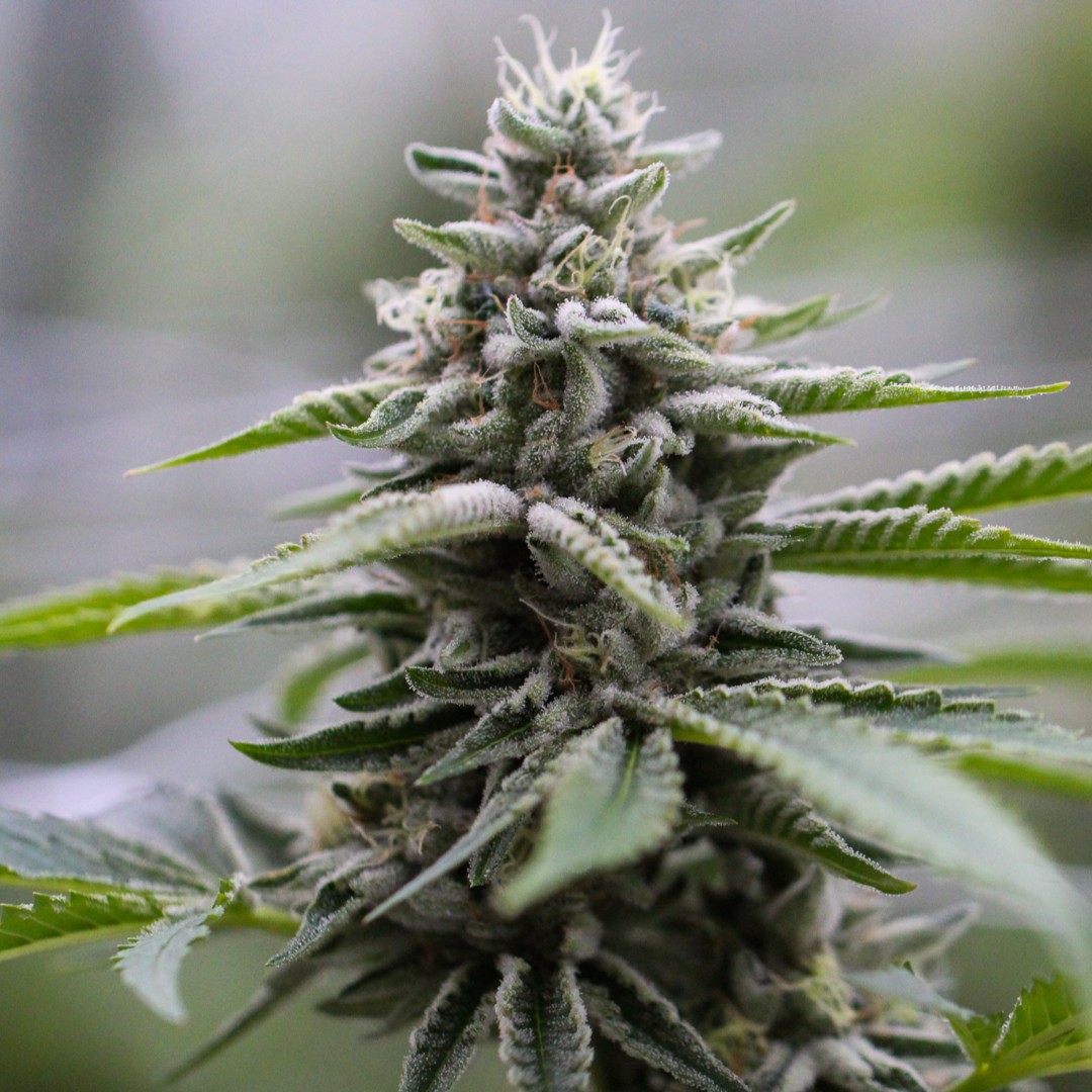 Fruity Pebbles OG (FPOG) by Ilera Healthcare. 
🍇🍋🍉🍓🍏🍒 This sweet hybrid takes genetics from Green Ribbon, Granddaddy Purple, and Tahoe Alien to create a tropical, berry flavor reminiscent of the cereal.
apothecariumpa.com