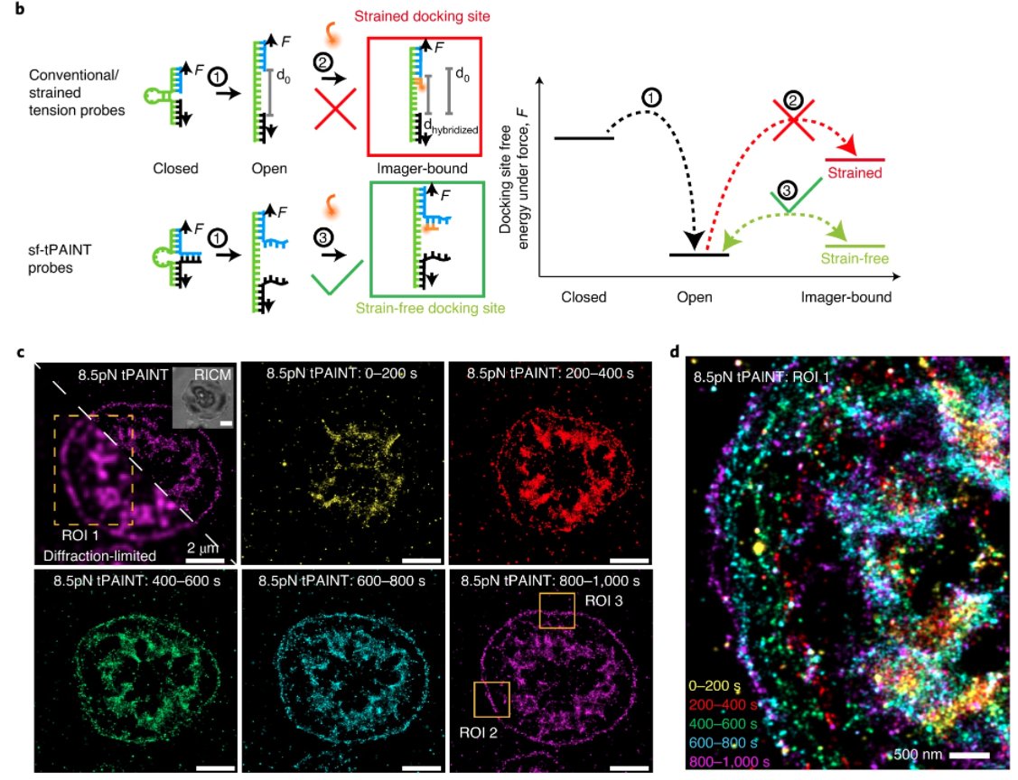 naturemethods's tweet photo. New from the Salaita lab: Tension-PAINT integrates molecular tension probes with DNA-PAINT to enable ~25-nm-resolution mapping of piconewton mechanical events. https://t.co/IaLc3PU0bS https://t.co/00tIieHwew https://t.co/niLnna55uT