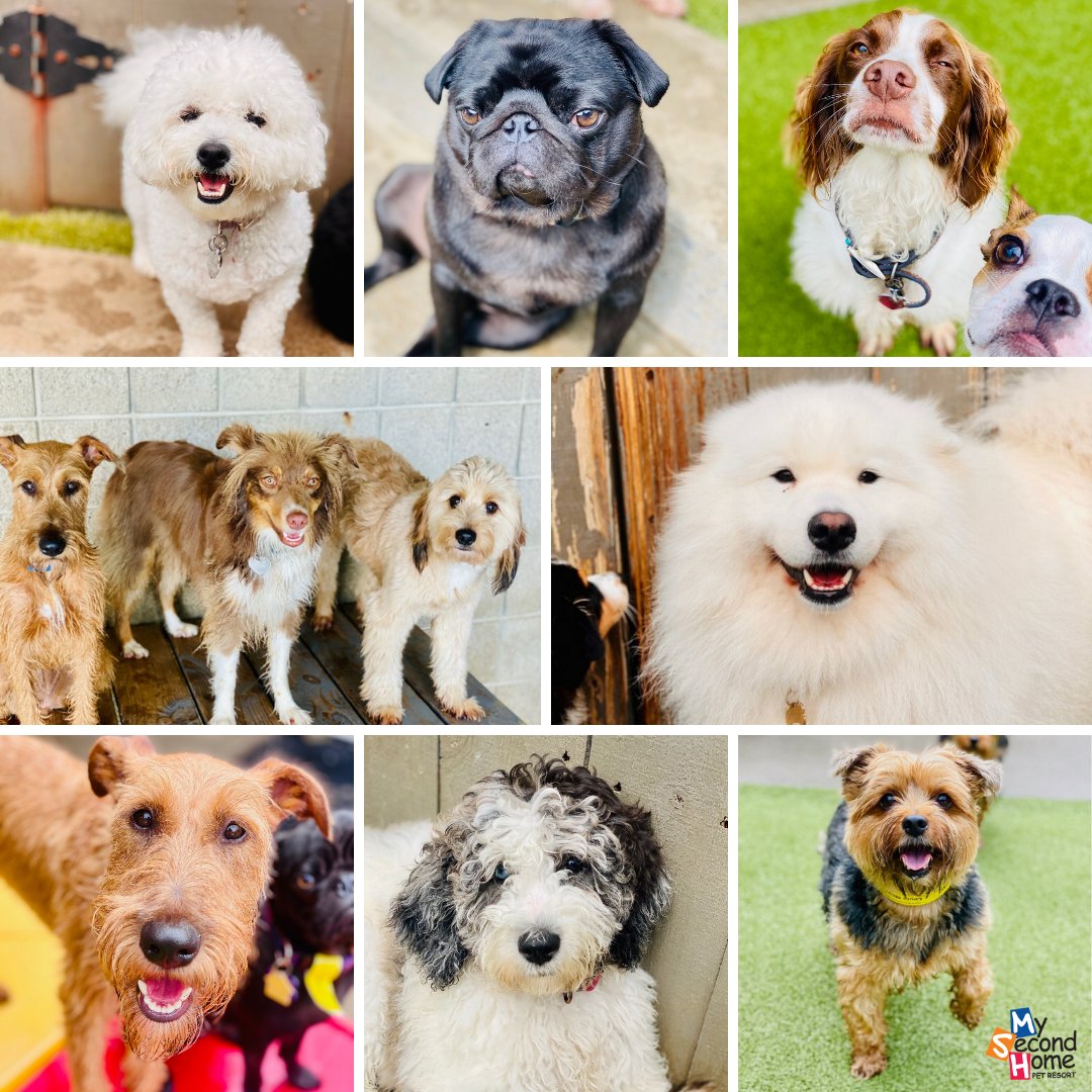 MySecondHomePet's tweet photo. Just had to share some of the small dog cuteness in Daycare today! #doggydaycare #nashvilledog #petresort https://t.co/B5C6qeAtGT