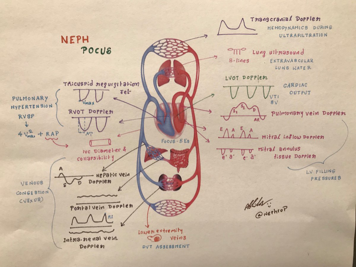NephroPOCUS tweet media