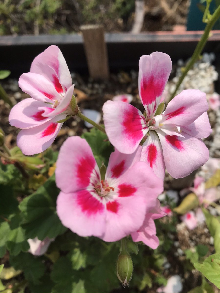 I’m into the hot pinks right now in my yard! #pelargonium and #bougainvillea.  #mybackyard #hotpinkflowers