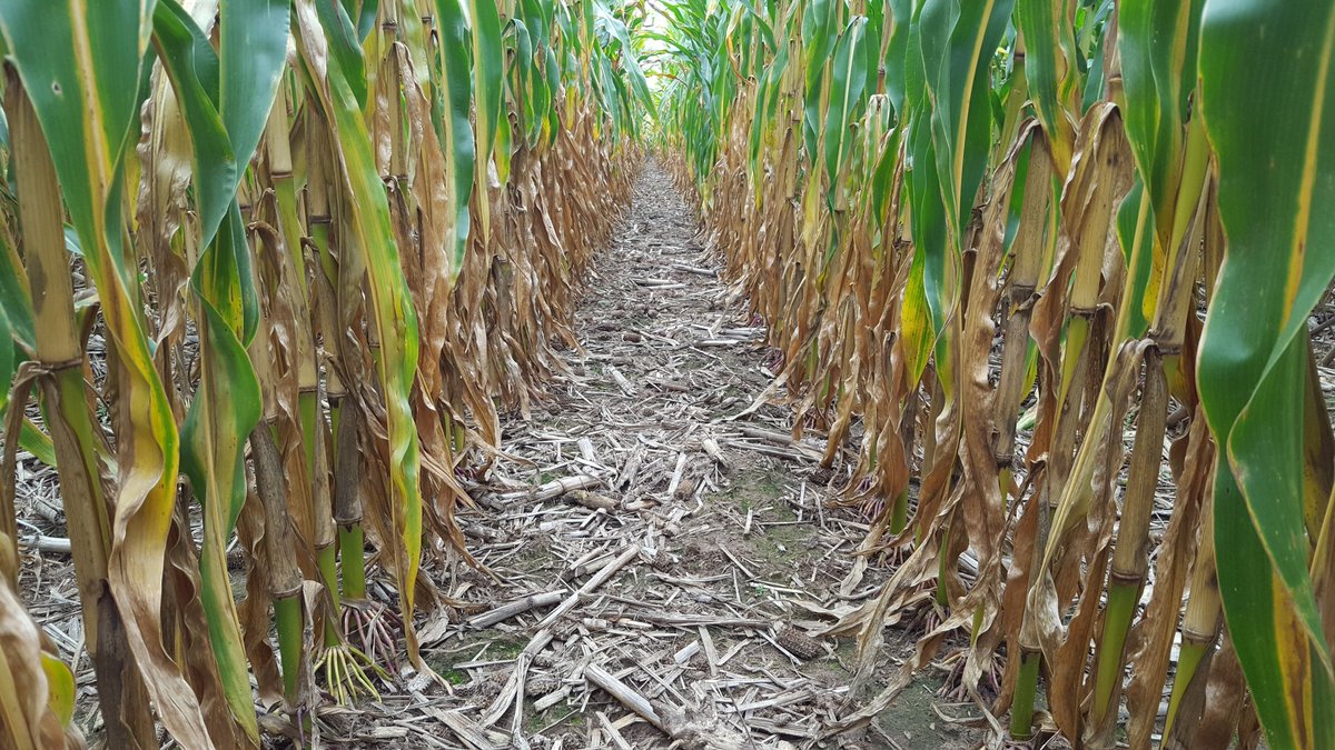 #acuron clean. Nothing more to say here. #grow20 #scoutingrocks #agronomistlife #beatsanofficejob