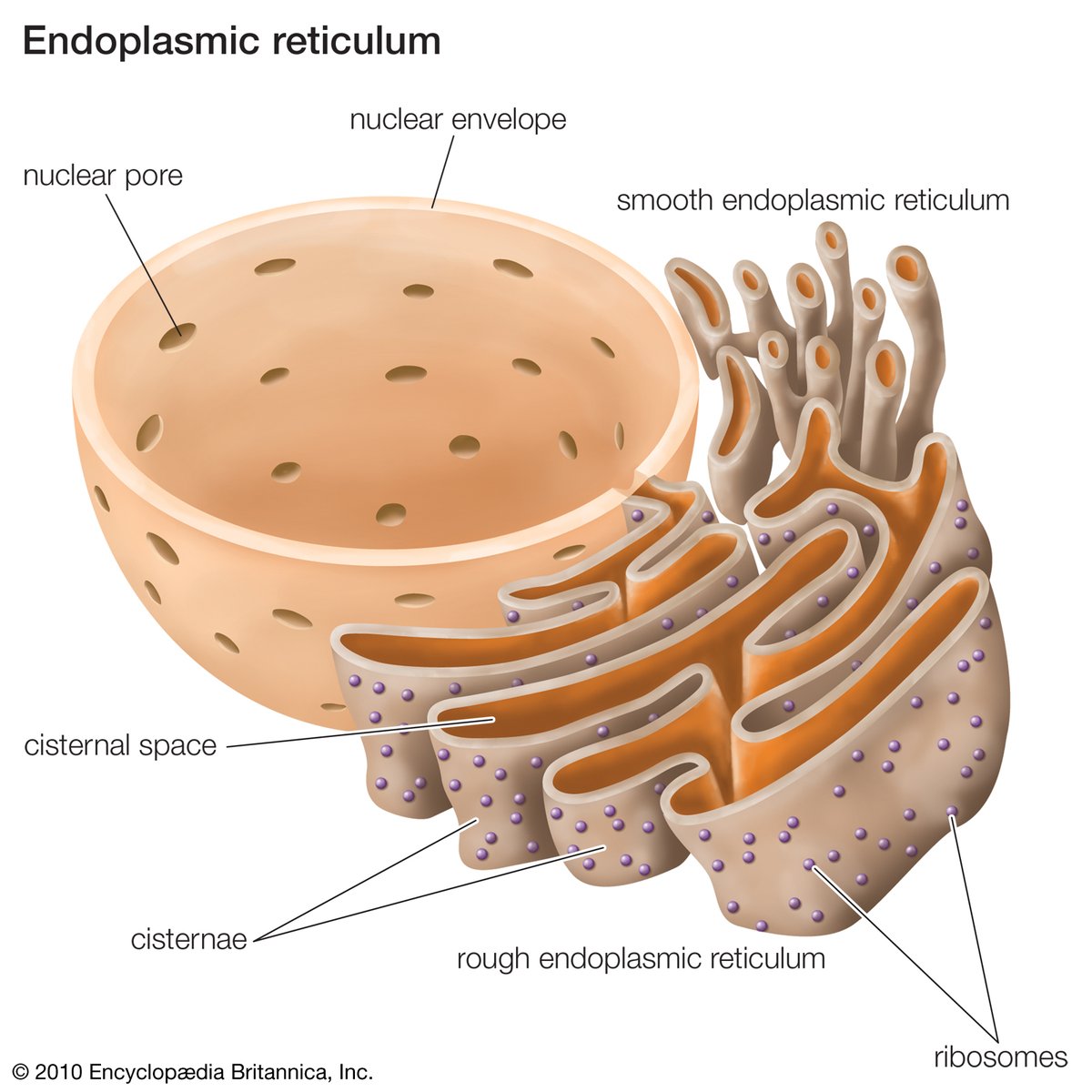 endomembrane20's tweet photo. The endomembrane system has many components such as the endoplasmic reticulum. The ER plays many roles concerning proteins and has smooth and rough ER which are important to ribosomes, proteins, and lipids such as steroids and hormones. https://t.co/T5OcvVCo70