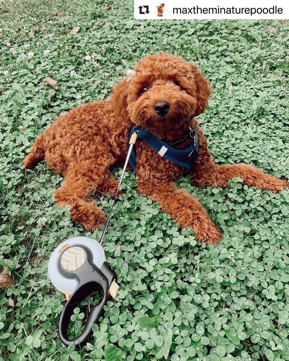 Fidapetus's tweet photo. Cute Max’s photo with our Autobrake Leash from our Ambassador ❤️. Check out her instagram for more!
#monday #fidapet #autobrakeleash #nopull #stoppulling #dog #doglover #dogleash #leash #doglead #stylish #pet #petsupplies https://t.co/cOhAVfaUQz