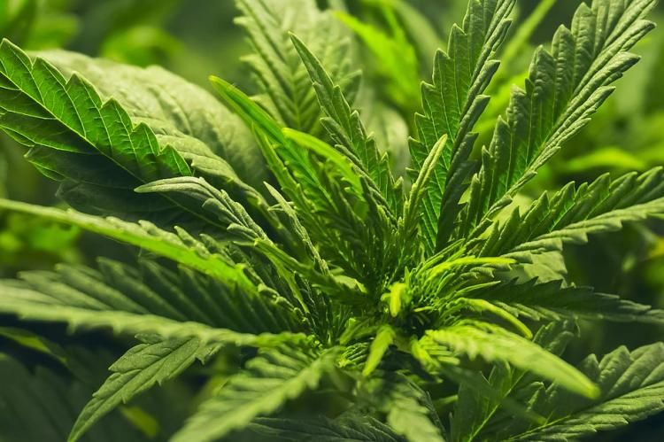 Cannabis Demand Leading to Land Rush for Growers in Many Areas | High Green News buff.ly/3kcXcx5 #highgreennews #cannabiscommunity #cannabisnews #cannabisculture