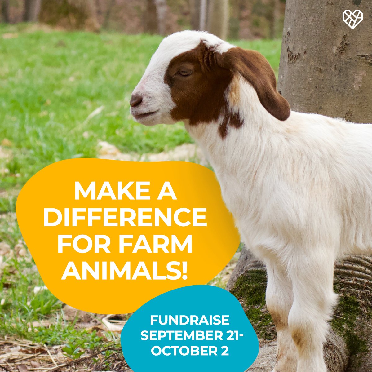 TheHumaneLeague's tweet photo. #SaveTheDate: World Farm Animals Day is October 2nd! You can make a difference for farm animals by starting your own fundraiser with #ImpactSquad. Sign up now to get started next week: https://t.co/4VbmhvQbDy https://t.co/vAtLtn6LSo