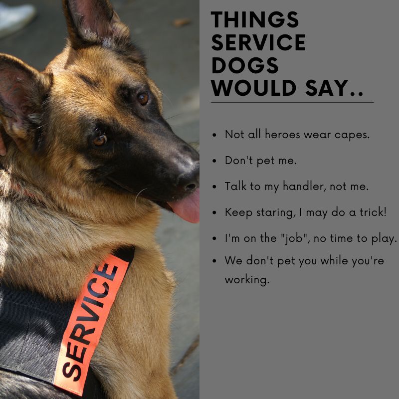 keepyourspanky's tweet photo. What else would you add to the list of "Things A Service Dog Would Say"?
#servicedogs #dogs #keepyourspanky #disabledvets #disabilities #Veterans https://t.co/5h0Lp4o0FB