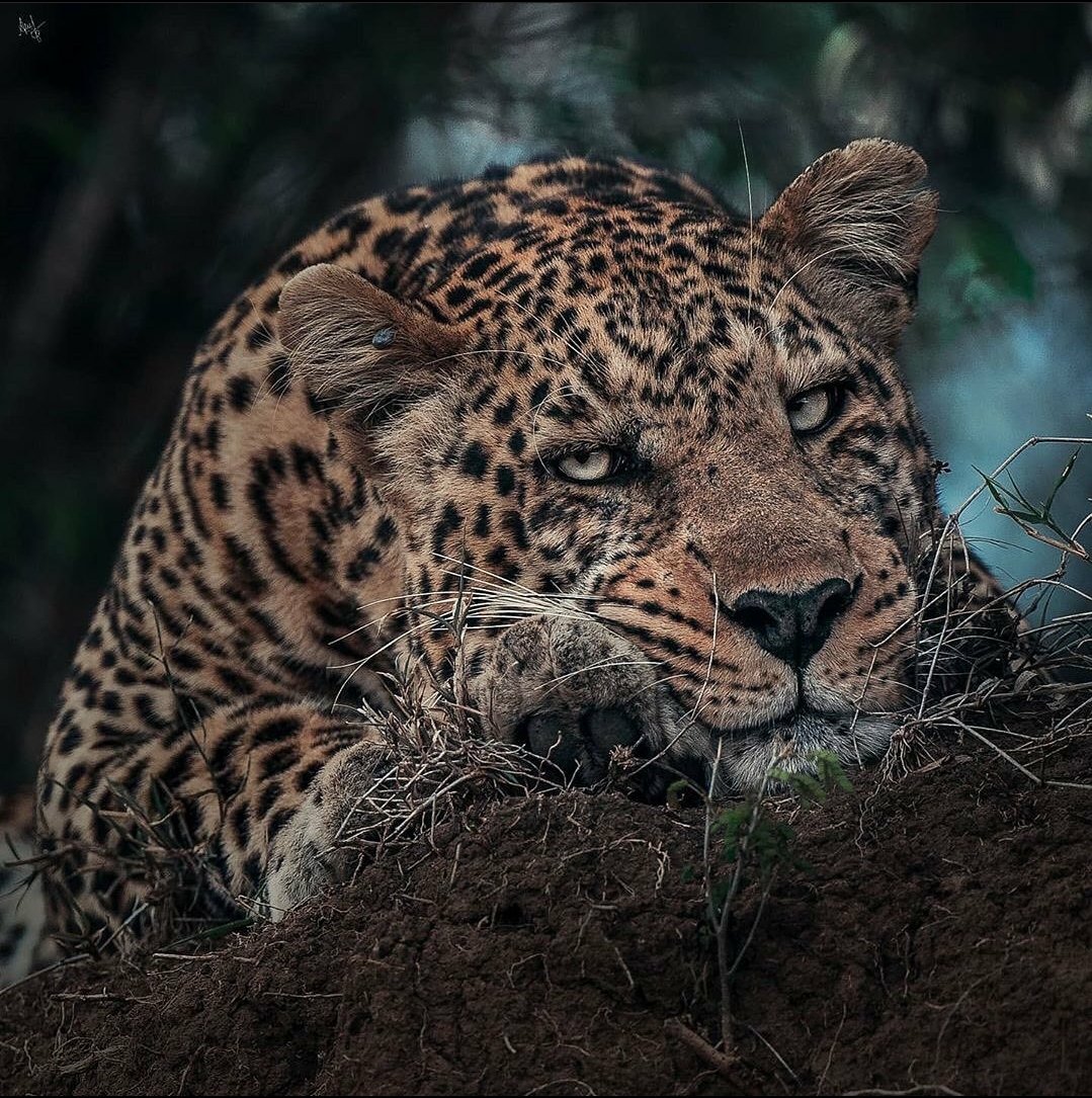 الصياد (@hhh66554492) on Twitter photo 