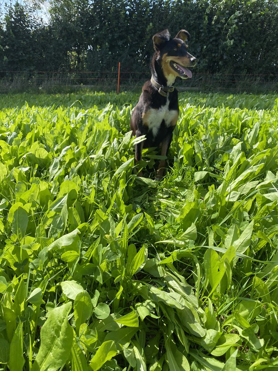 will__whiting's tweet image. 15 acres of castleherb planted 6 weeks ago, split into 5 paddocks, hope the lambs grow🤞🤞