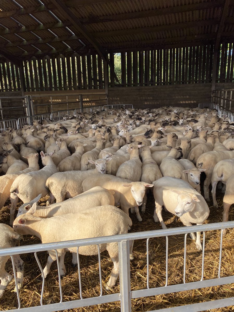 15 acres of castleherb planted 6 weeks ago, split into 5 paddocks, hope the lambs grow🤞🤞