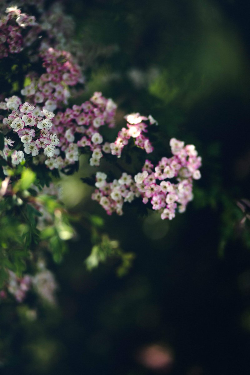 YvetteLouise_'s tweet photo. "I just wanna kick it in the woods with my birches"...
๐๐บ
https://t.co/78zrzXUmEo
#quotes #naturelover #northwales #naturephotography #photography #naturalworld #earthlens #flowerphotography #quotestoliveby #MondayMotivation #quote
#mondaythoughts https://t.co/yQET9uBuY6