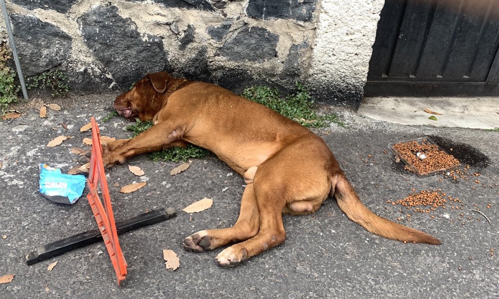 sandraro7's tweet photo. @JeronimoLidice perrito perdido en calle Hidalgo #sanjeronimolidice https://t.co/tZ8YABTMm2