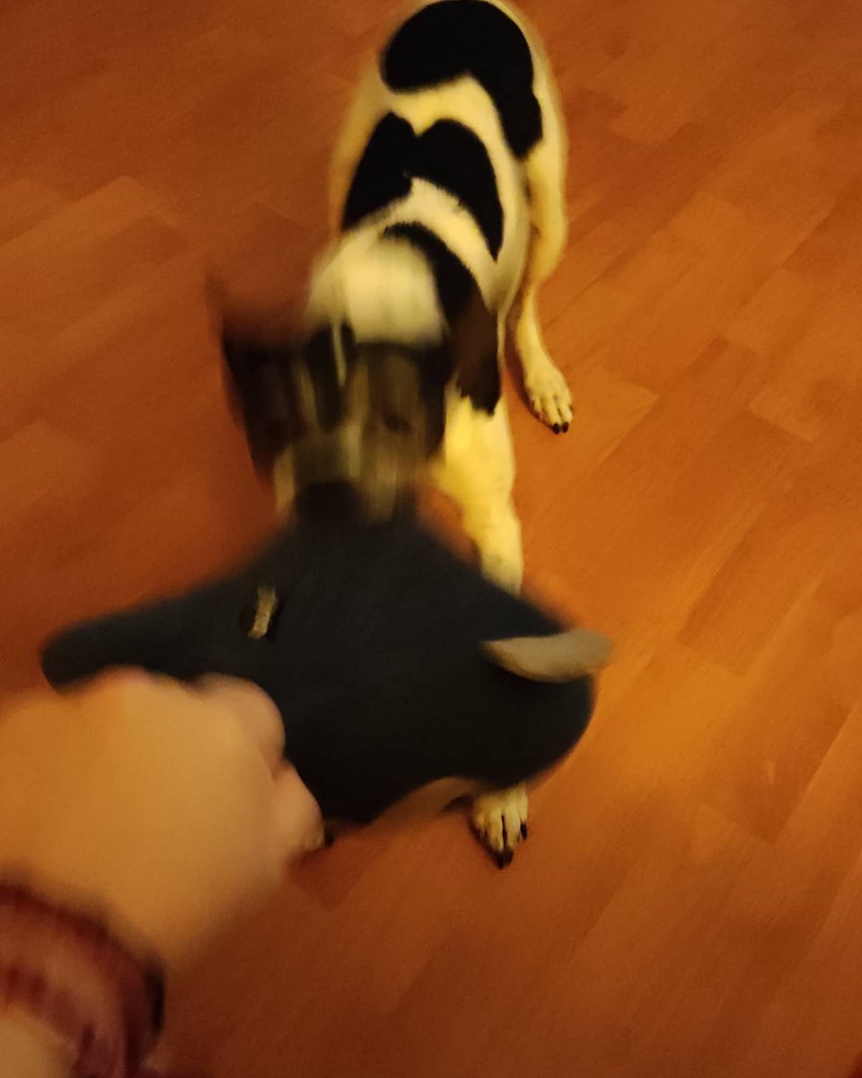 Ana_R_Palma's tweet photo. Aunque Gandalf suele posar muy bien para las fotos, sacarle alguna cuando estamos jugando es misión imposible. Para muestras estas cuatro fotos. ¡No había manera! 🤣😍🐕
#perro #dog #miperromola #quieroamiperro #Ilovemydog #dogslover #dogsfamily #DogsofTwittter https://t.co/g1e9FiLFya