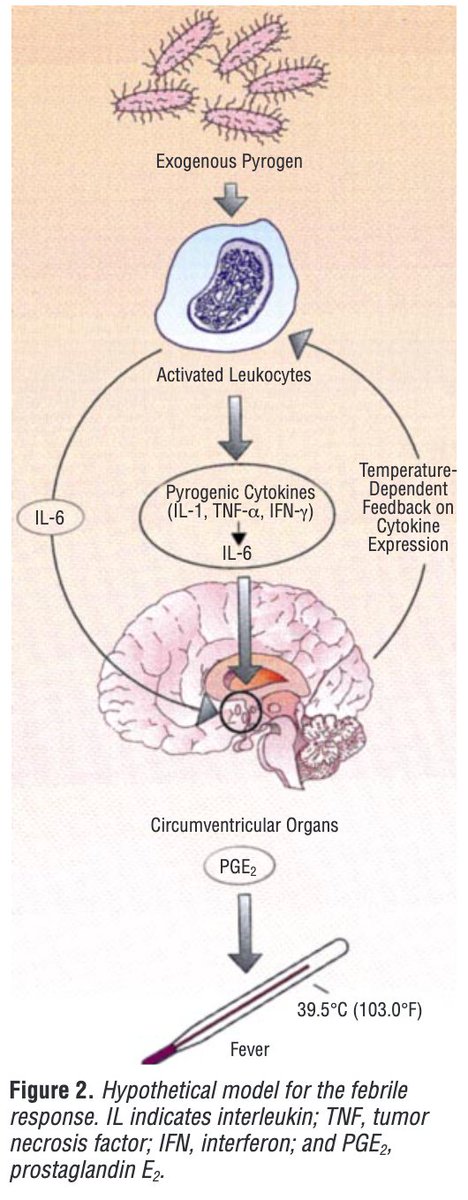 4/Why is there a delay between bacteremia and fever?There's a lot to be done!LPS induces endogenous pyrogens (e.g., IL-6) which...Increase the hypothalamic set-point, resulting in...Thermogenesis, vasoconstriction, etc., and...Fever https://pubmed.ncbi.nlm.nih.gov/9759682/ 