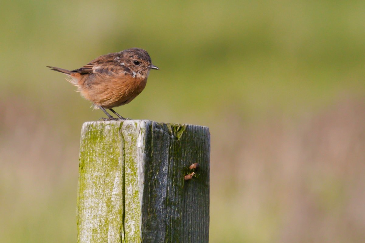 Just look at this thing I saw  which is possibly a stonechat I have no idea. #birding #birdphotography