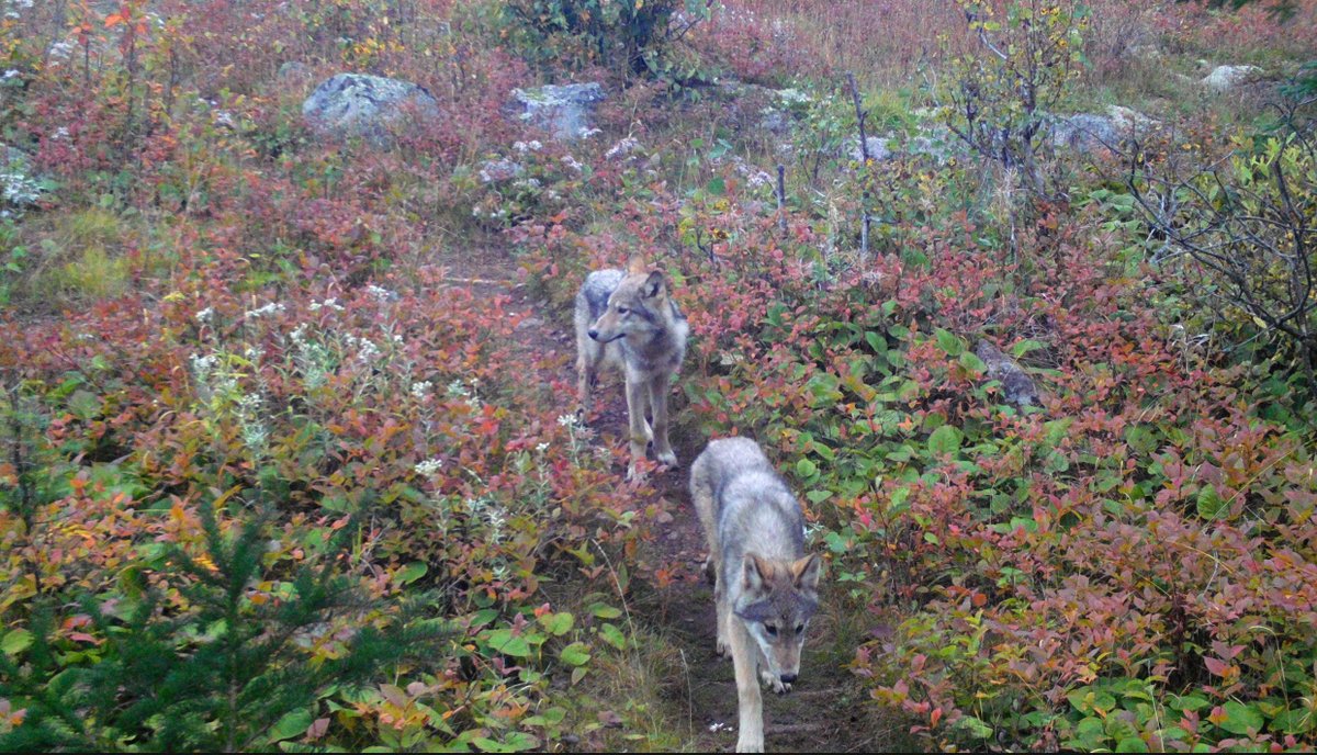 Great news: Wolf Pups Born on Isle Royale! 🐺🐾

In 2018, there were only 2 wolves at Isle Royale National Park in Michigan. Learn more about the wolf reintroduction program: nps.gov/isro/learn/new…. 

📷NPS/remote camera