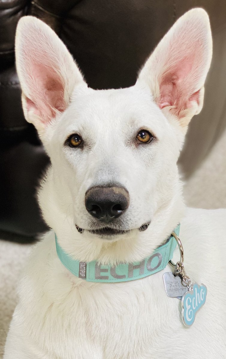GoldenGoals9's tweet photo. Echo is now 8 months old, almost 100 lbs, and still growing!  #purebredwhitegermanshepherd https://t.co/bxMqaFBr7H