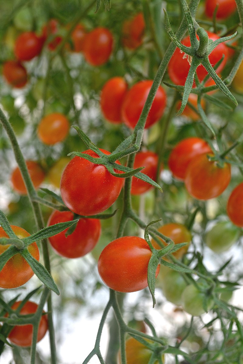 Espixelcom's tweet photo. Nuestro nuevo cliente @Tomaquetmx ha sido fuente de gran inspiración, colores energéticos, sabor infinito. Siempre habíamos pensamos que el #tomate o #jitomate lo era todo, hasta descubrir las propiedades y el poder del #tomatecherry gracias #tomaquet
🍅🍅🍅🍅🍅
@martareynals https://t.co/W7s5xY1pIY