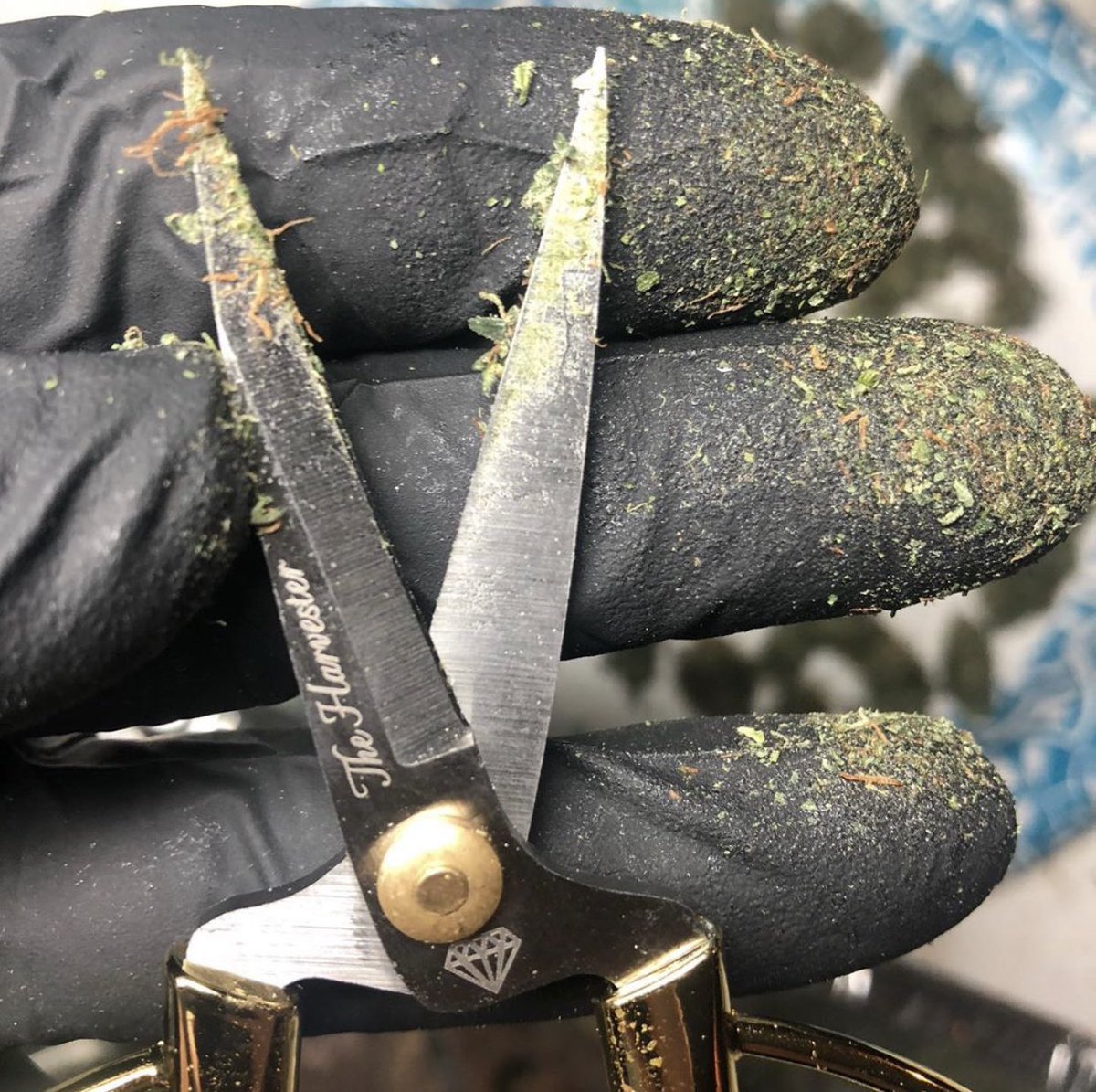 ig: @ sseblackice #scissorhash #theharvester 🍃✨