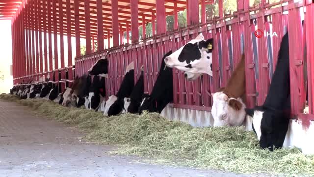 Bu proje ile Türk hayvancılığı dışa bağımlılıktan kurtulacak haberler.com/bu-proje-ile-t… <a href="/RTErdogan/">Recep Tayyip Erdoğan</a> <a href="/BeratAlbayrak/">Berat Albayrak</a> <a href="/bekirpakdemirli/">Dr. Bekir Pakdemirli</a> <a href="/fahrettinaltun/">Fahrettin Altun</a>  <a href="/ikalin1/">İbrahim Kalın</a> <a href="/KOzcan15/">Kamil Özcan</a> #YerliveMilli