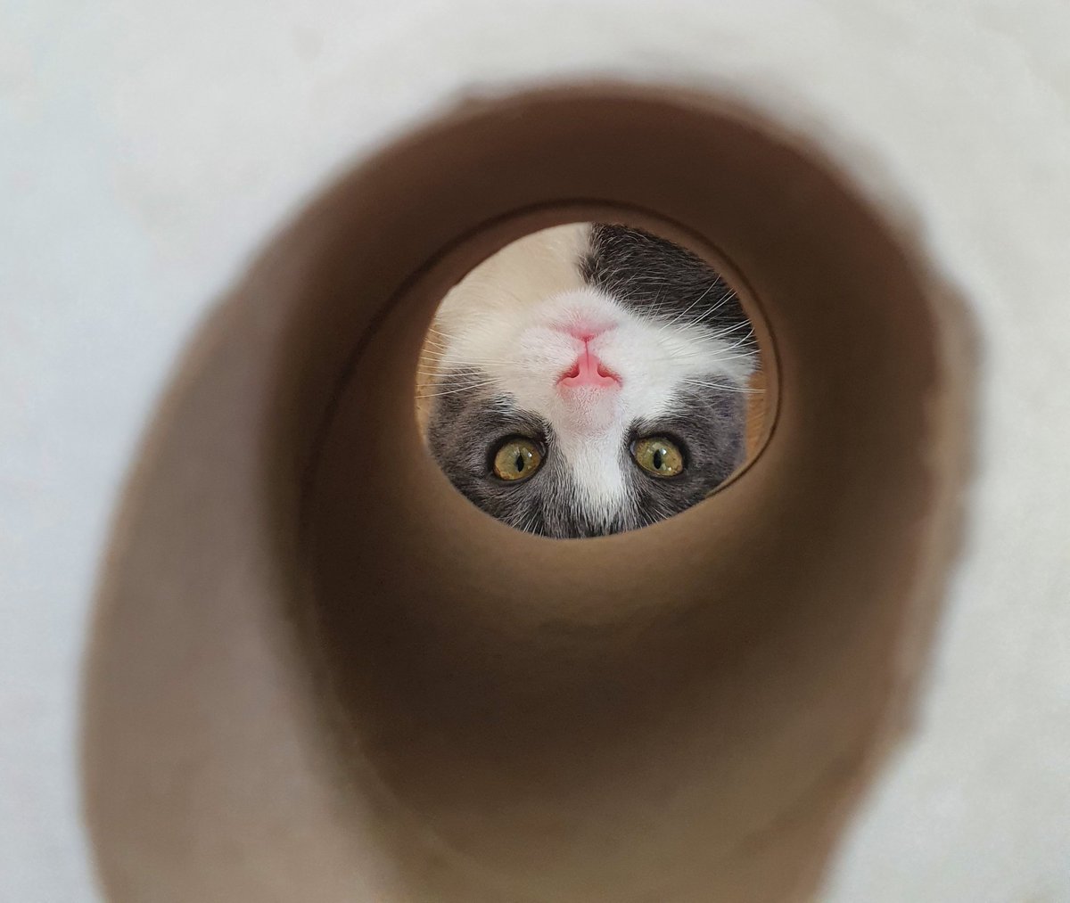 AudioCaroline's tweet photo. Mouse destroying the last loo roll in the house. ๐ #studiokitty #CatsOfTwitter https://t.co/9wEgs8V8EE