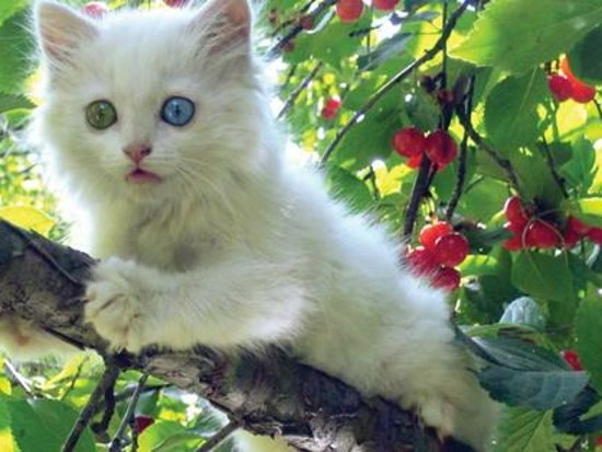 1milyon 136 k dağ başında yaşıyormuş.Insanlara sehrimizi böyle anlatamaniz takdire şayan.Sanatinizin hakkını veriyorsunuz.  #ÖzürDileShowtv