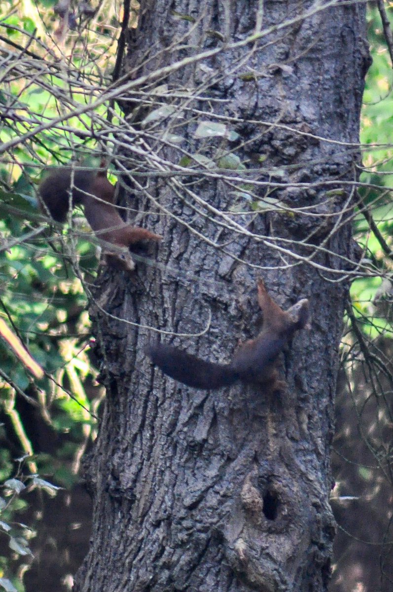 donnacastle's tweet photo. Loved seeing these little #RedSquirrels at @NationalTrust #FormbyPoint with @ClaireRonald this morning. Photos arenβt great, they move so fast and I need a better zoom lens! https://t.co/yQx7ineYtv