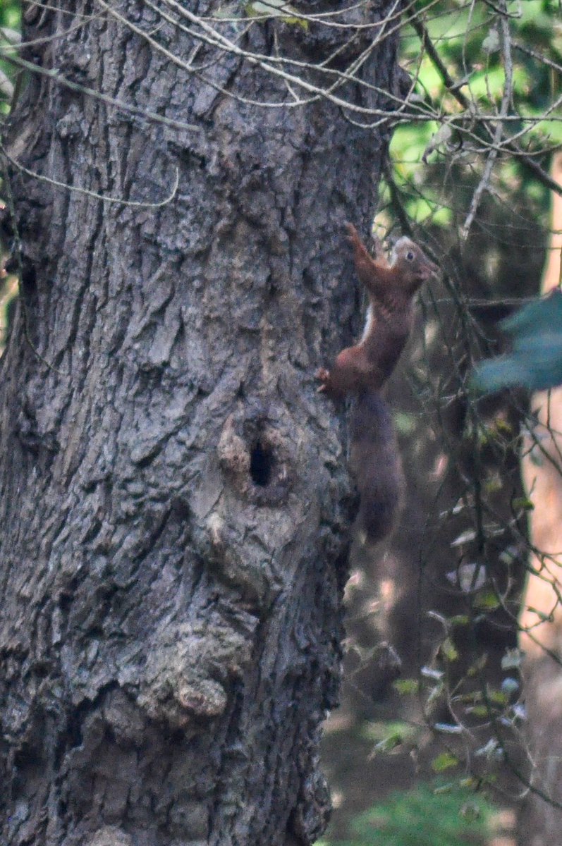 donnacastle's tweet photo. Loved seeing these little #RedSquirrels at @NationalTrust #FormbyPoint with @ClaireRonald this morning. Photos arenβt great, they move so fast and I need a better zoom lens! https://t.co/yQx7ineYtv
