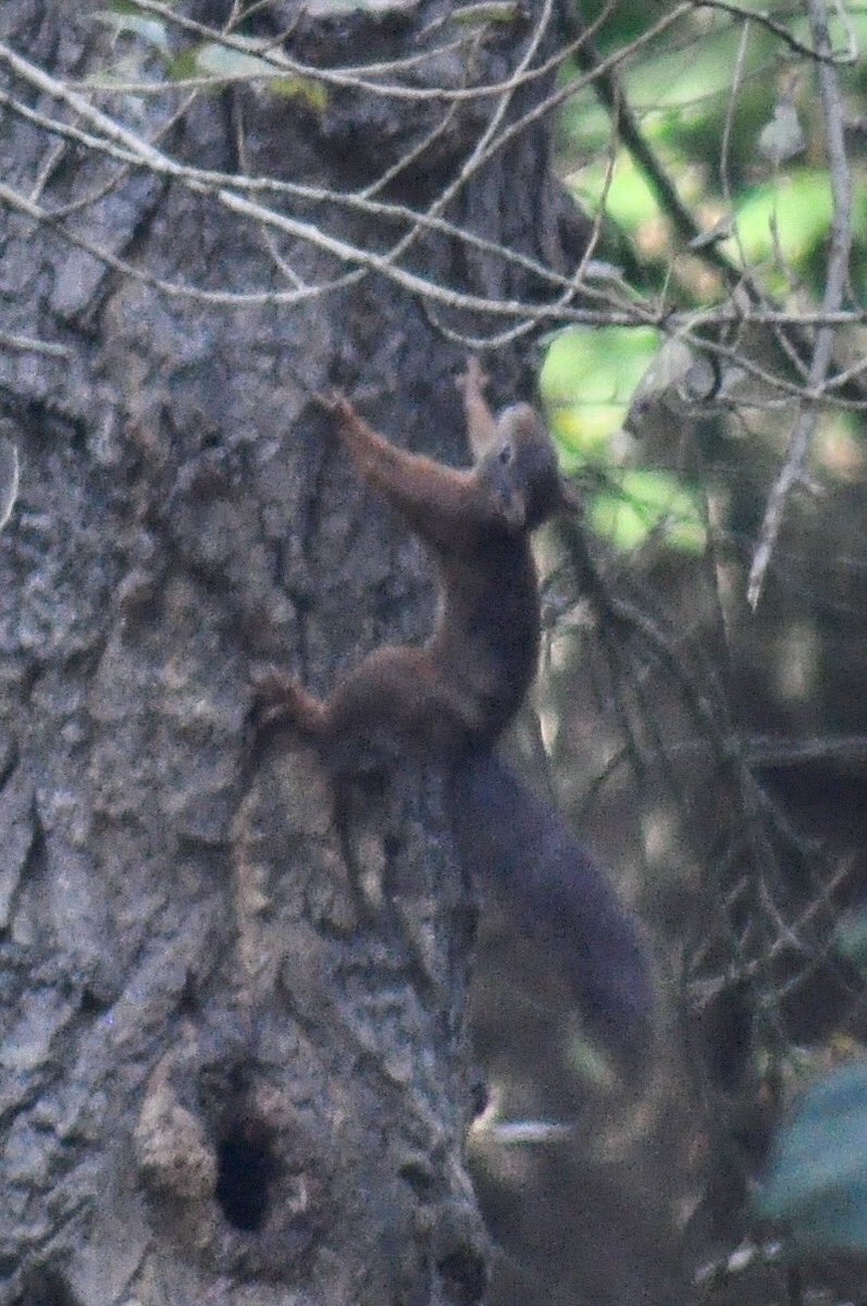 donnacastle's tweet photo. Loved seeing these little #RedSquirrels at @NationalTrust #FormbyPoint with @ClaireRonald this morning. Photos arenβt great, they move so fast and I need a better zoom lens! https://t.co/yQx7ineYtv