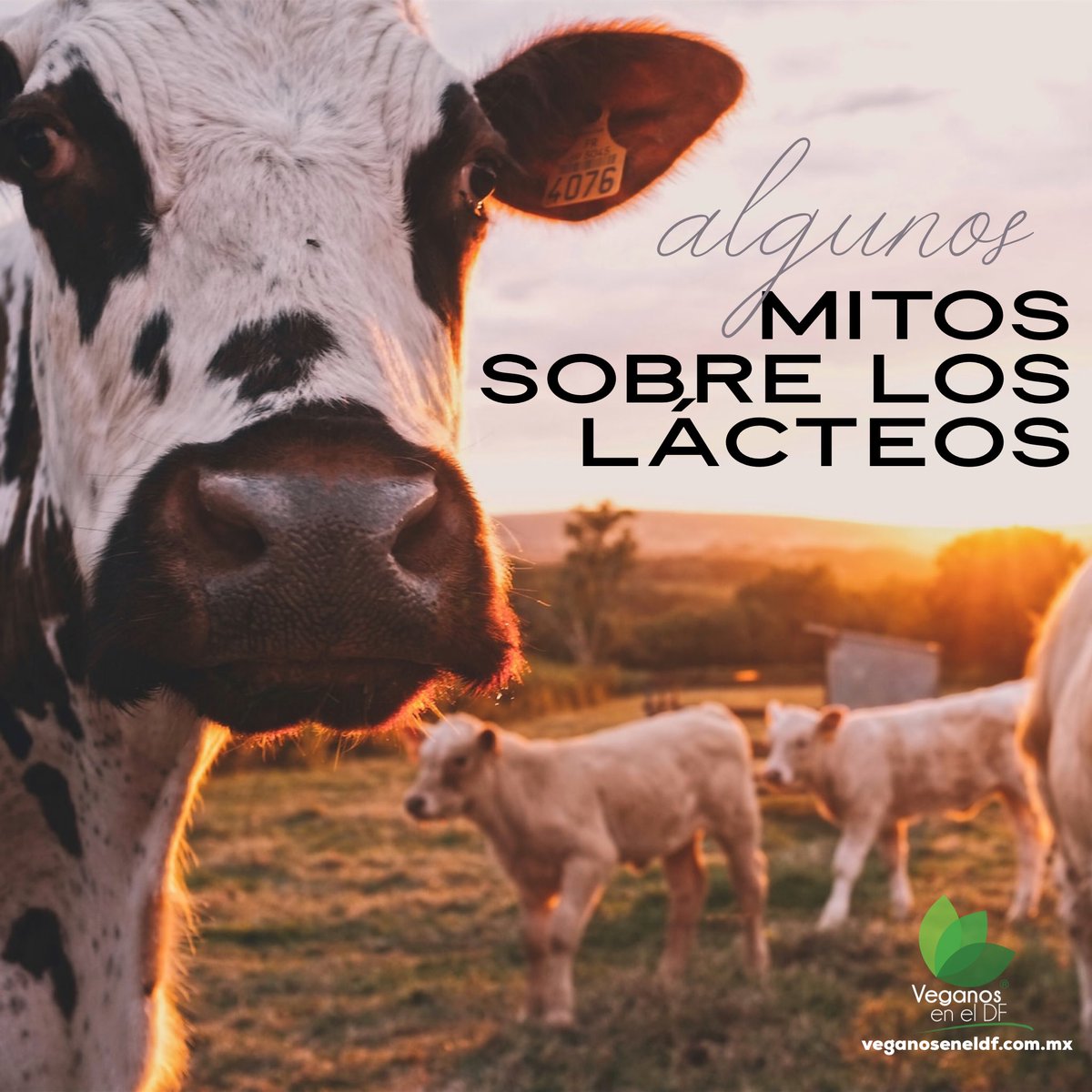 ¿Vacas lecheras? ¿No hay maltrato al tomar leche? ¿Es necesaria para vivir?

Aquí te dejamos algunos mitos sobre los lácteos 👇

instagram.com/p/CFIObZwBvc1/…