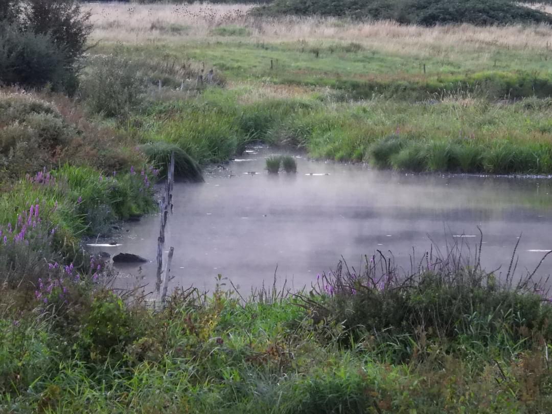 Mightychub's tweet photo. #WyverlaneNR with @DerwentBirder surprise tonight a Noctule bat on a mission high &amp; straight through SSW picked up by @cockayne_simon more hirundines South  #usualsuspects 6 Goosander @DanielCMartin1 #Crakewatch #Railwatch #nowtwatch https://t.co/ArkgSPCA4e