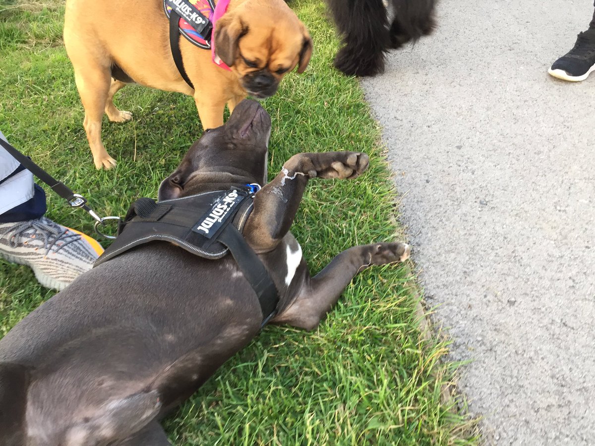 Our first sunset walk at <a href="/AnchorsholmeOf/">Friends of Anchorsholme Park</a> 💓
Molly joined us for her first walk with Luca, Alfie and Honey. 
We had a quick sighting of Levi &amp; Bosker, we saw little Jet again, and met Fifi, Moxi, Alfie, Eddie, Bonnie and Star.

💓🐶
#dogsoftwitter #anchorshoundpark #anchorshound