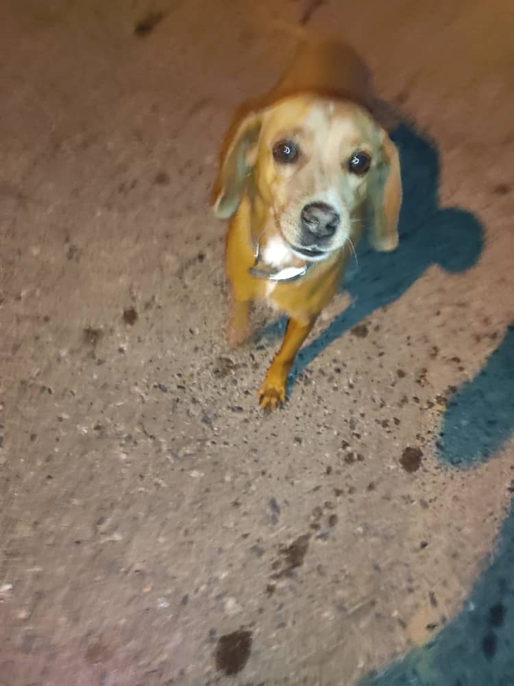 yaracalcagno's tweet photo. Difundo. Se busca a la familia de este perrito encontrado en Prados del Este. Contacto a este numero 04142352961 https://t.co/zIkxmMq0oZ