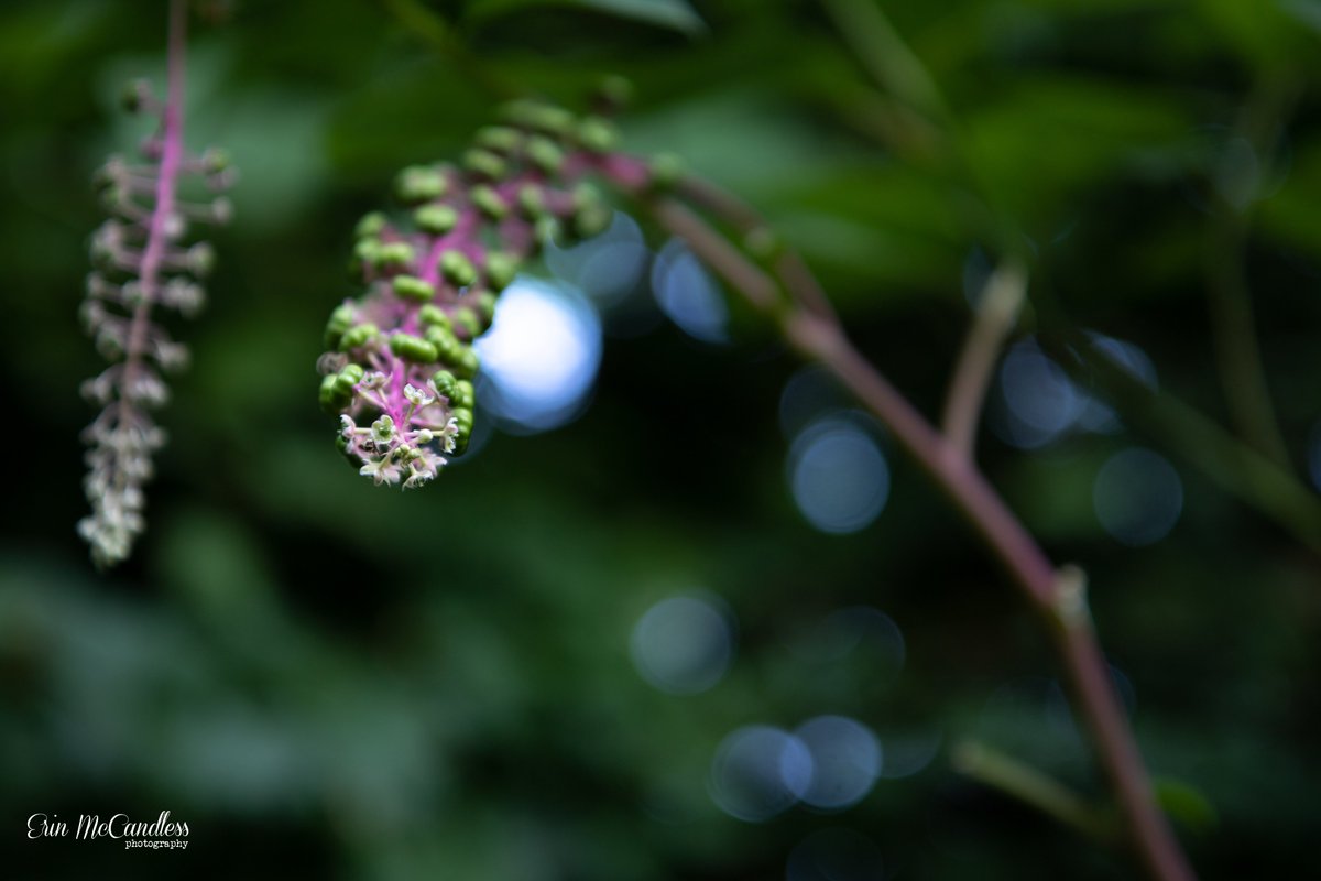 Erin McCandless Photography tweet media