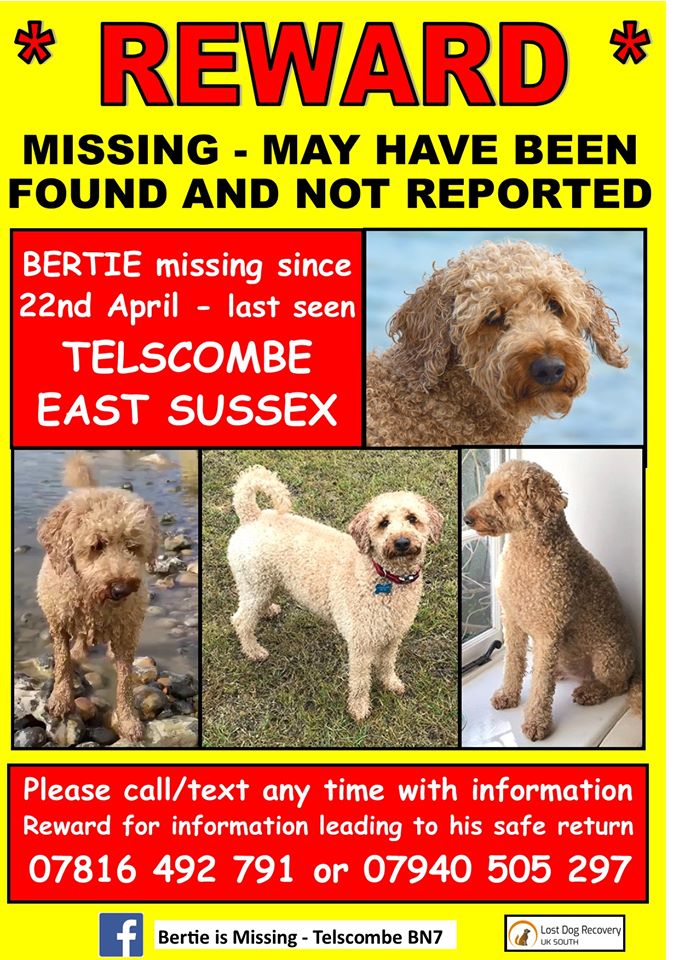 @bertie_is 🙏🙏🙏Praying so very hard for Bertie & you🙏🙏🙏
Whatever happens we will never ever give up looking to #FindBertie  Cockerpoo #LostDog Missing since 22nd April 2020
Last seen #Telscombe #EastSussex 
Microchipped Neutered #ScanMe
@DoglostUK➡️doglost.co.uk/dog-blog.php?d…