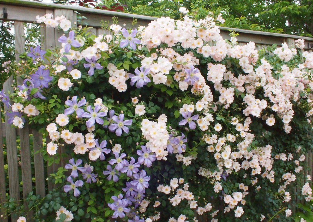 🌿🌼🧺 (@peacozy) on Twitter photo 