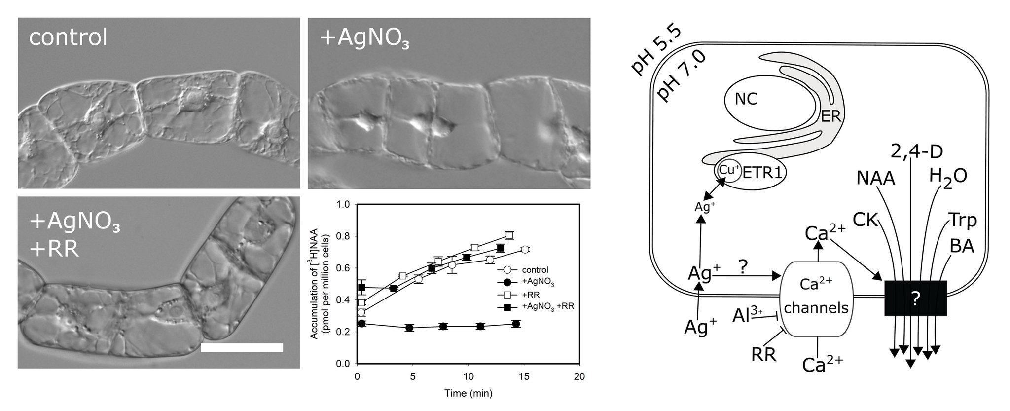 Plant Cell Reports On Twitter Silver Ions Increase Plasma Membrane Permeability Through Modulation Of Intracellular Calcium Levels In Tobacco By 2 Cells Https T Co Qtue39rzr7 Https T Co 3kkzjdwfyn