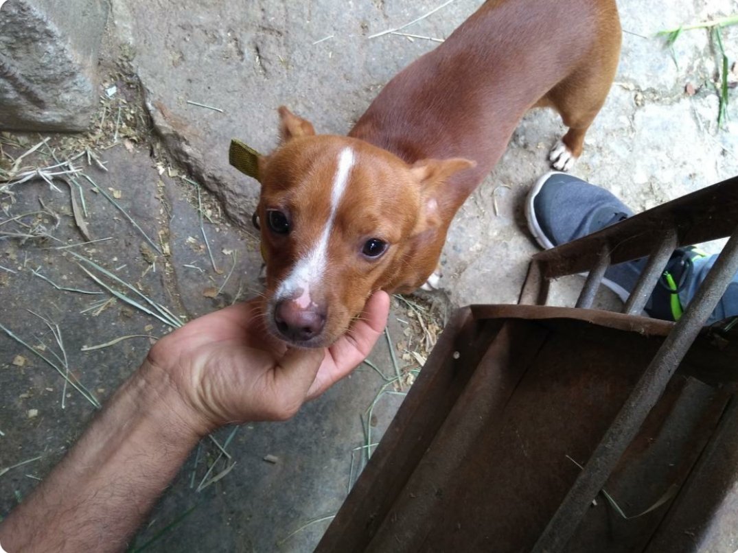 SomosElCafetal's tweet photo. ATENCION: este canino se encuentra extraviado aparecio en una caballeriza en la guairita si conocen a sus dueños llamar al 0212-985-8974 https://t.co/DinXzZrnba