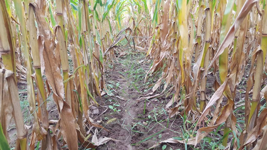 #tripleflex with no #atrazine. Late season weeds. It's a never ending battle of cost vs results.  #grow20 #agronomistlife #corn #scoutingrocks #MondayMotivation