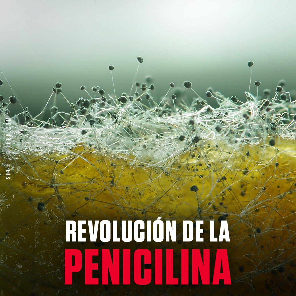 HistoryLA's tweet photo. #HoyEnLaHistoria Hace 92 años, Alexander Fleming descubría la penicilina, el primer antibiótico de amplio espectro medicinal, el más utilizado en todo el mundo, y el que logró expandir el horizonte de esperanza de vida promedio mundial. https://t.co/kl588EUGnj https://t.co/l88JA3T5MX
