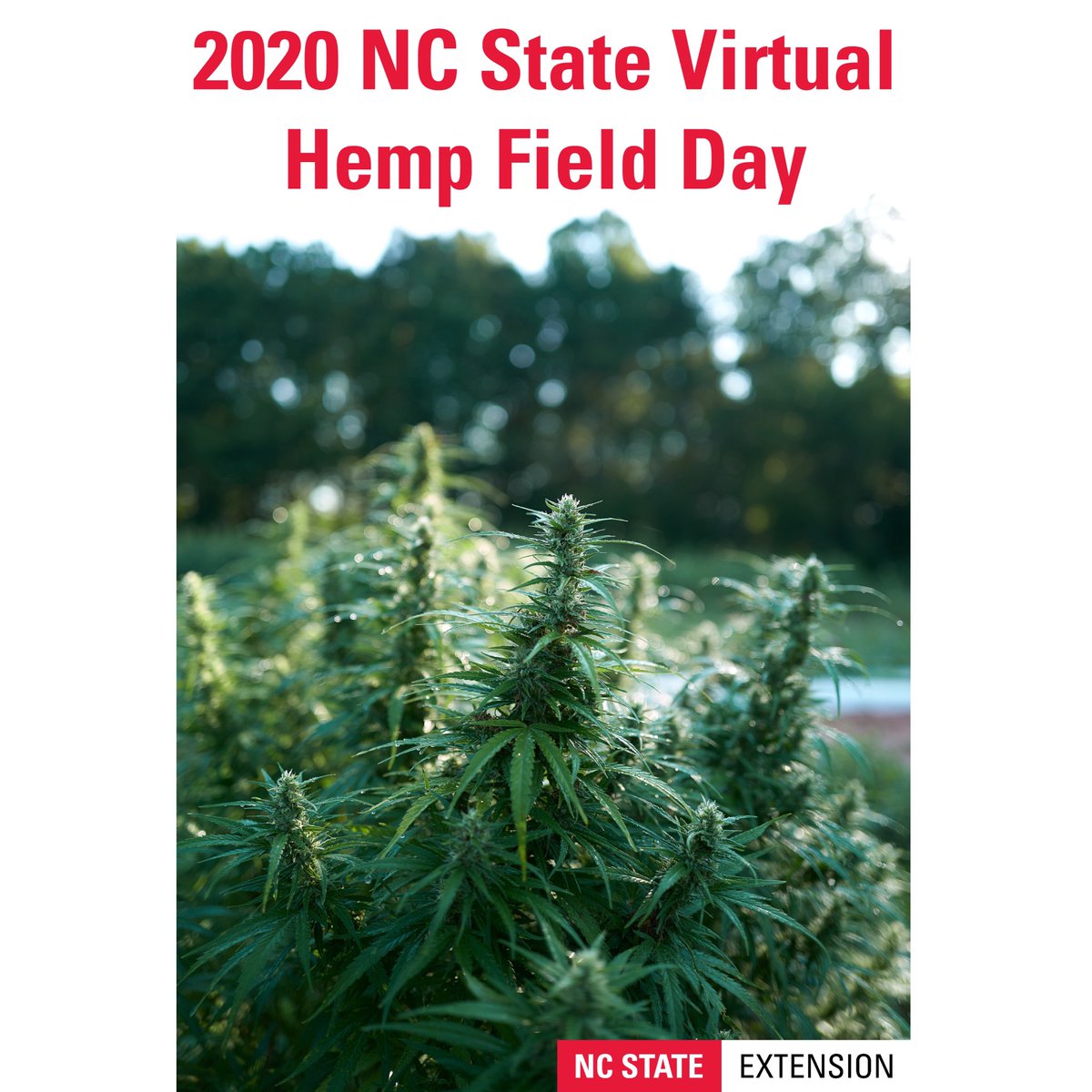 ncstatehemp (@ncstatehemp) on Twitter photo We are happy to announce the opening of our 2020 virtual #hemp field day! Come see all the excited research our faculty, staff, and graduate students are working on pertinent to hemp in NC. hemp.ces.ncsu.edu/2020-hemp-virt…
<a href="/CALS_Dean/">Dean Garey Fox</a> <a href="/CropAndSoil/">NC State Crop & Soil Sciences</a> #cannabis #cbd #cannabissativa We are happy to announce the opening of our 2020 virtual #hemp field day! Come see all the excited research our faculty, staff, and graduate students are working on pertinent to hemp in NC. hemp.ces.ncsu.edu/2020-hemp-virt…
<a href="/CALS_Dean/">Dean Garey Fox</a> <a href="/CropAndSoil/">NC State Crop & Soil Sciences</a> #cannabis #cbd #cannabissativa