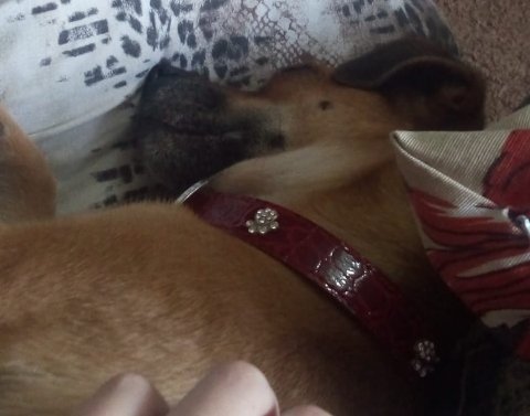 _anaclarasant's tweet photo. Meu amor💜 https://t.co/Z4Un4J05ce