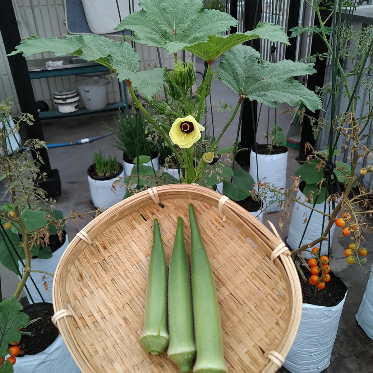 袋栽培のtheskyfarmers あと一 二回でオクラは終了 袋栽培 オクラ スムースグリーン アタリヤ Plantgrowbags Urbanfarming 家庭菜園 Kitchengarden ベランダ菜園 プランター Theskyfarmers T Co Qqyu1cs8wa T Co Lbslimvl66