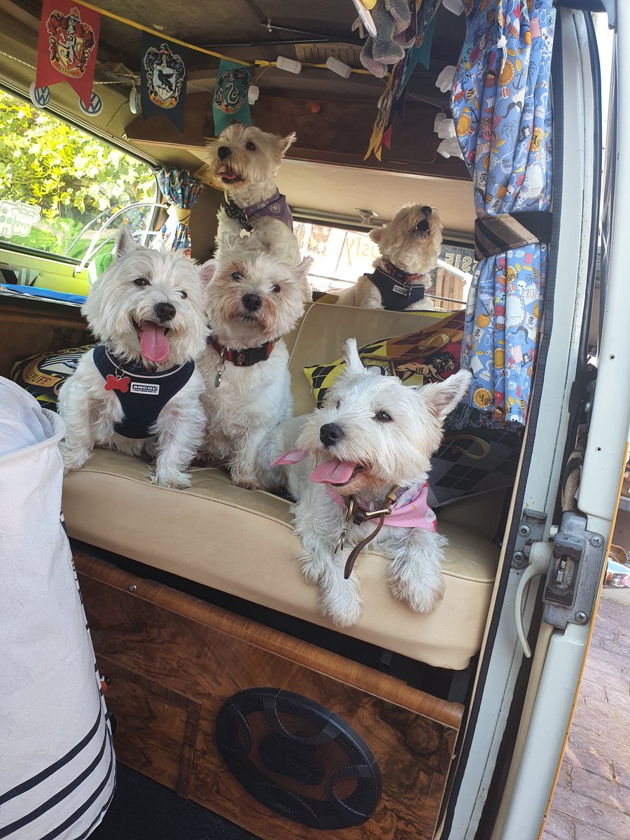 RooRadley's tweet photo. Oooh how exciting #WESTIEGREENHQ 💚 iz camping in da garden and der pals @popsiepants have come to stay in theirs for a week! #Holibobs #TheAdventuresofRoobieandRadley #ZSHQ #westie #dogsoftwitter #Ruffriders https://t.co/yJrF4fnqUX