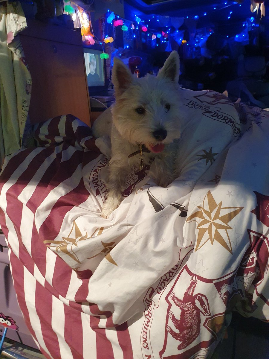 RooRadley's tweet photo. Oooh how exciting #WESTIEGREENHQ 💚 iz camping in da garden and der pals @popsiepants have come to stay in theirs for a week! #Holibobs #TheAdventuresofRoobieandRadley #ZSHQ #westie #dogsoftwitter #Ruffriders https://t.co/yJrF4fnqUX