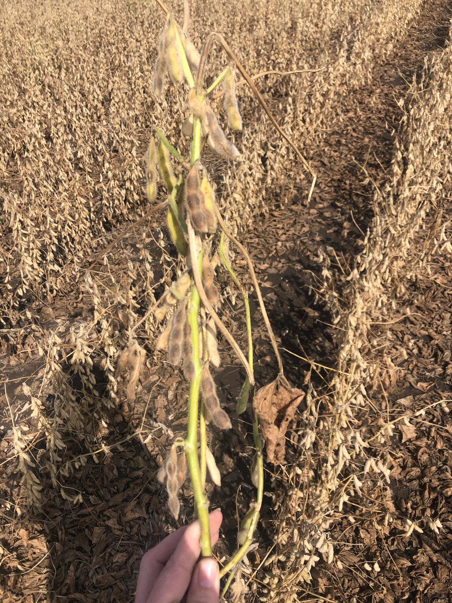nschultz2014's tweet photo. I’m thinking we will see a fair amount of #greenstemsyndrome in #soybeans this year with all the aborts we had. Thanks #drought20. What do you think @PaulKassel? https://t.co/QUHxV7Wlpq