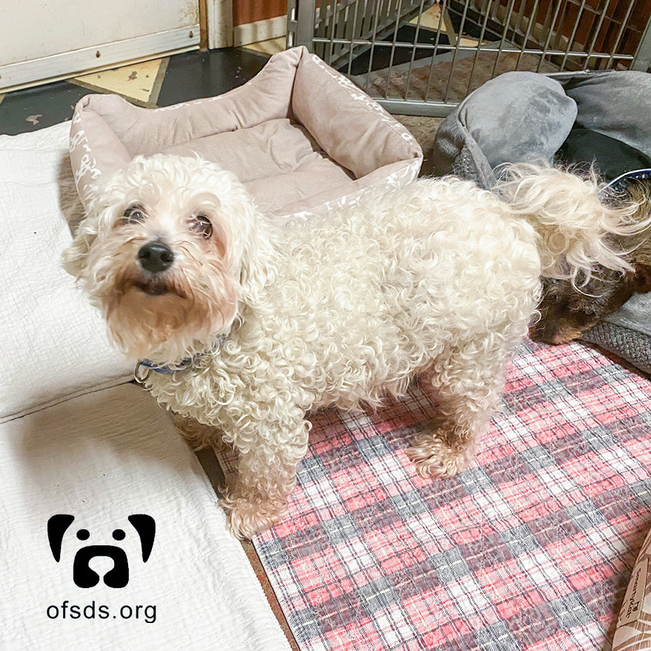 oldfriendssds's tweet photo. WELCOME HOME Pierre!!!
Please join us in welcoming this great dog into our Old Friends family!
#ofsds #ofsdspierre #seniordogs #ofsdswelcomehome #ofsdsfamily #welcomehome #family https://t.co/frL1tobY6o