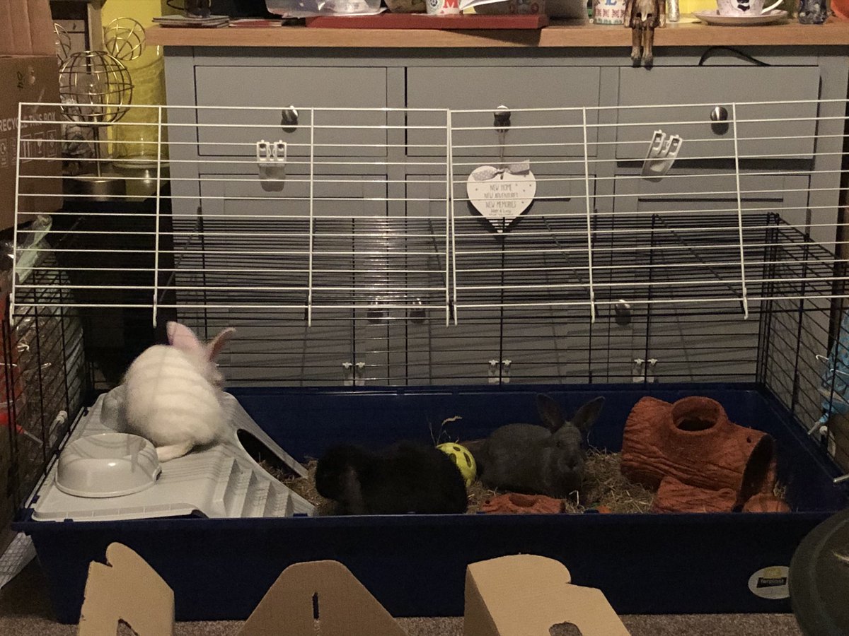 lucyboyen's tweet photo. Tonight, @MattySarrie and I became parents. Welcome to the family Jimmy, Broad and Morgan. https://t.co/EagMI9Z5UO