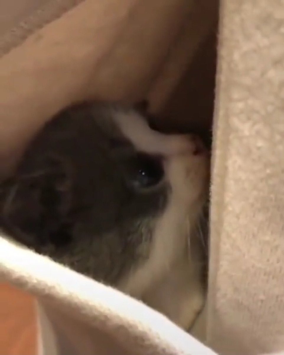 Claws 😸 (@savetheclaws) on Twitter photo 